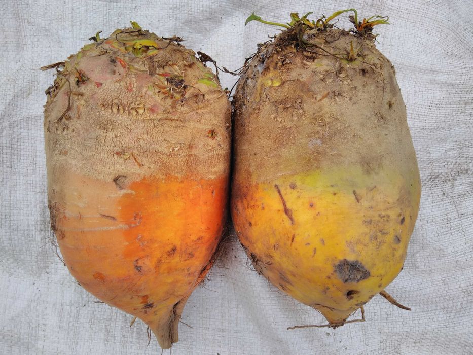 Буряк кормовий соковитий, гарбуз кормовий та кашник