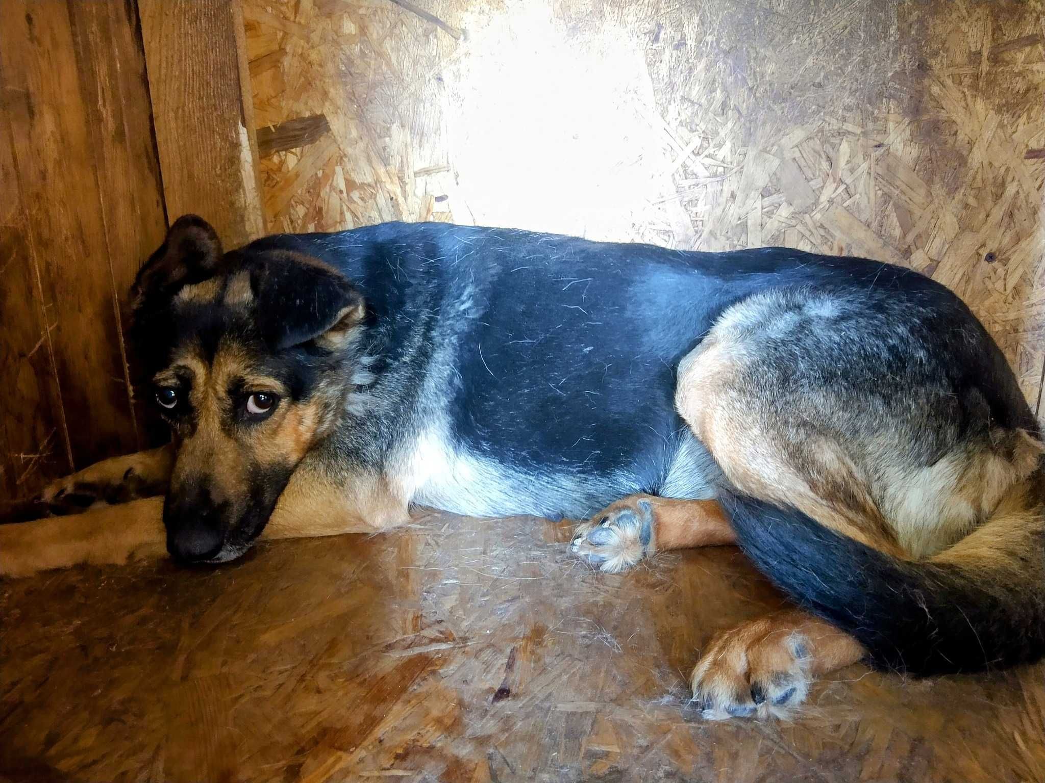 12 letnia  seniorka, szuka domu Pilne