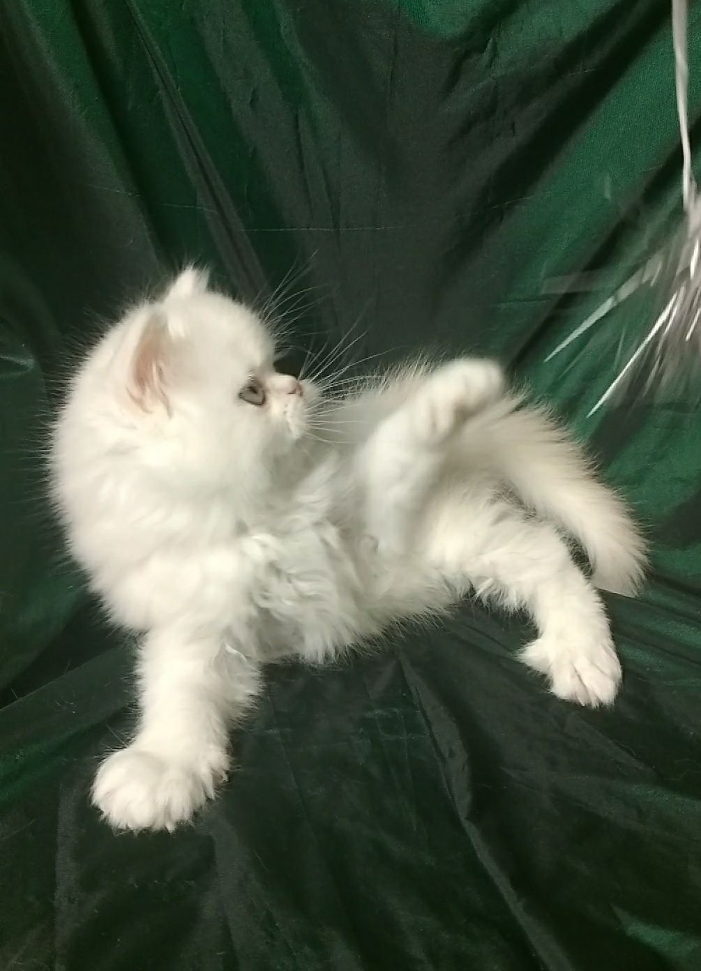 Котёнок белый шиншилла кремовый молочный страйт британский