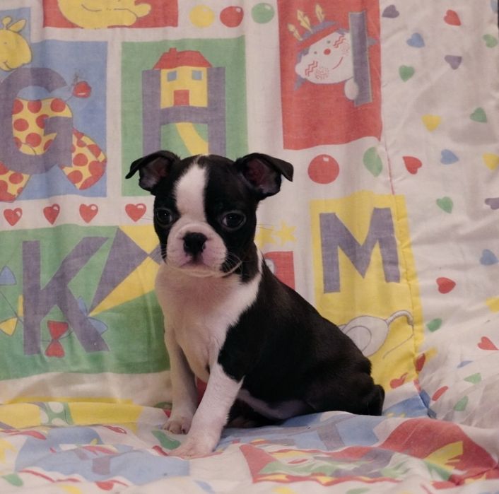 Boston terrier suczka