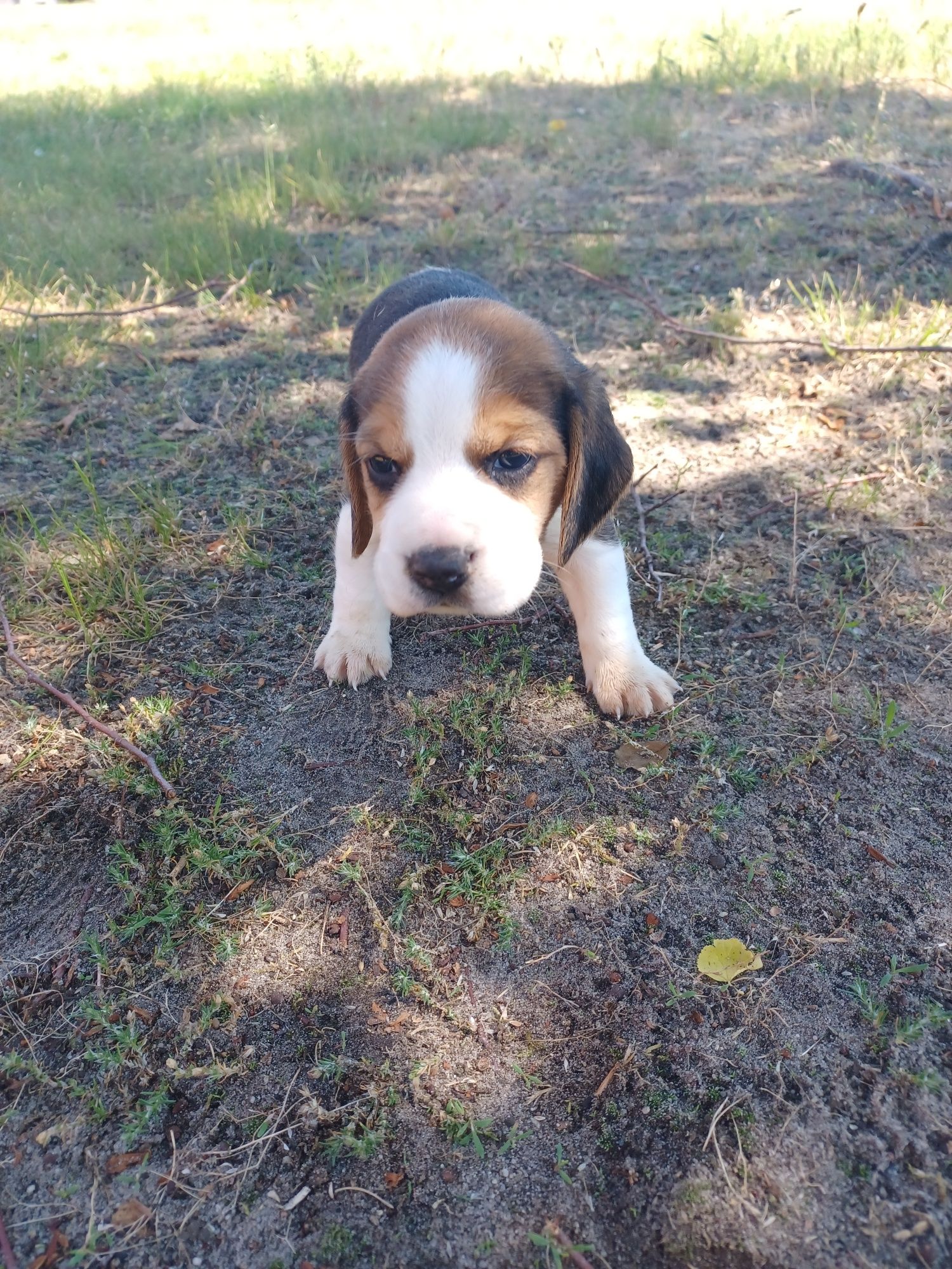 Beagle szczeniak suczka