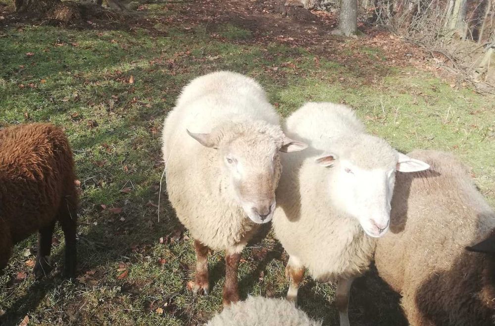 Sprzedam dwuletniego barana