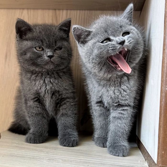 Крутецькі плюшеві котята