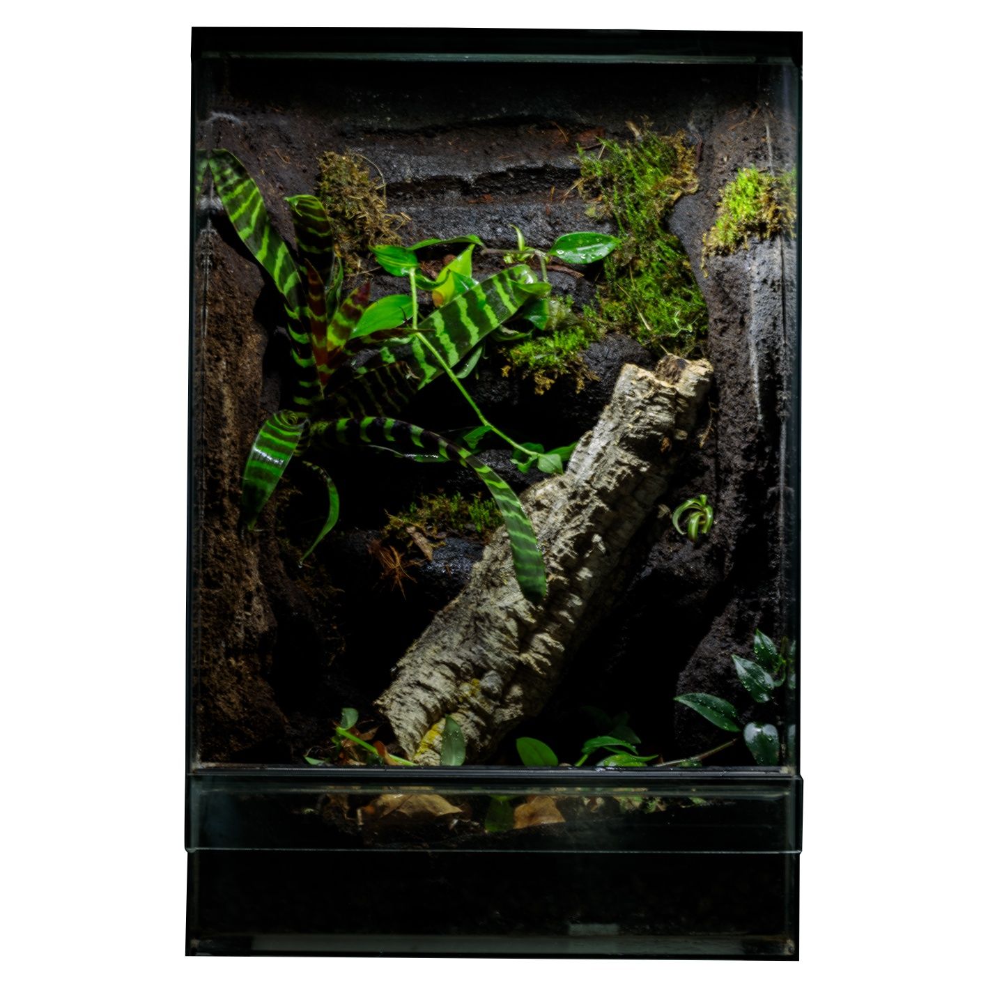 Terrarium tropikalne 40x40x60