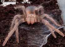 lasiodora parahybana Kudłatka olbrzymia L7