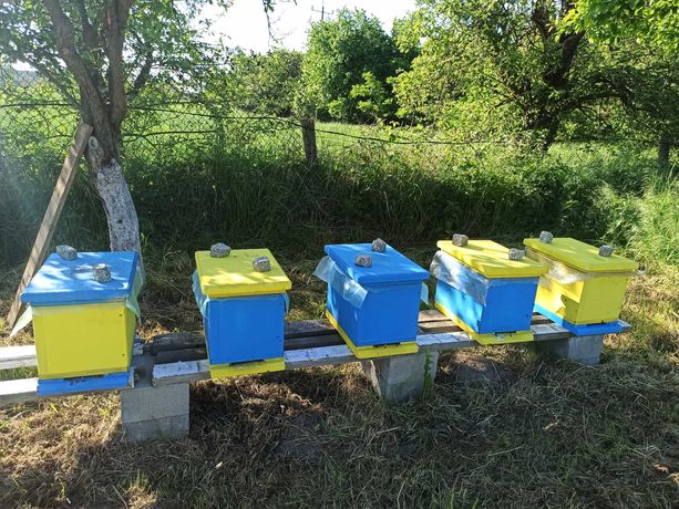 Odkłady pszczele 2022