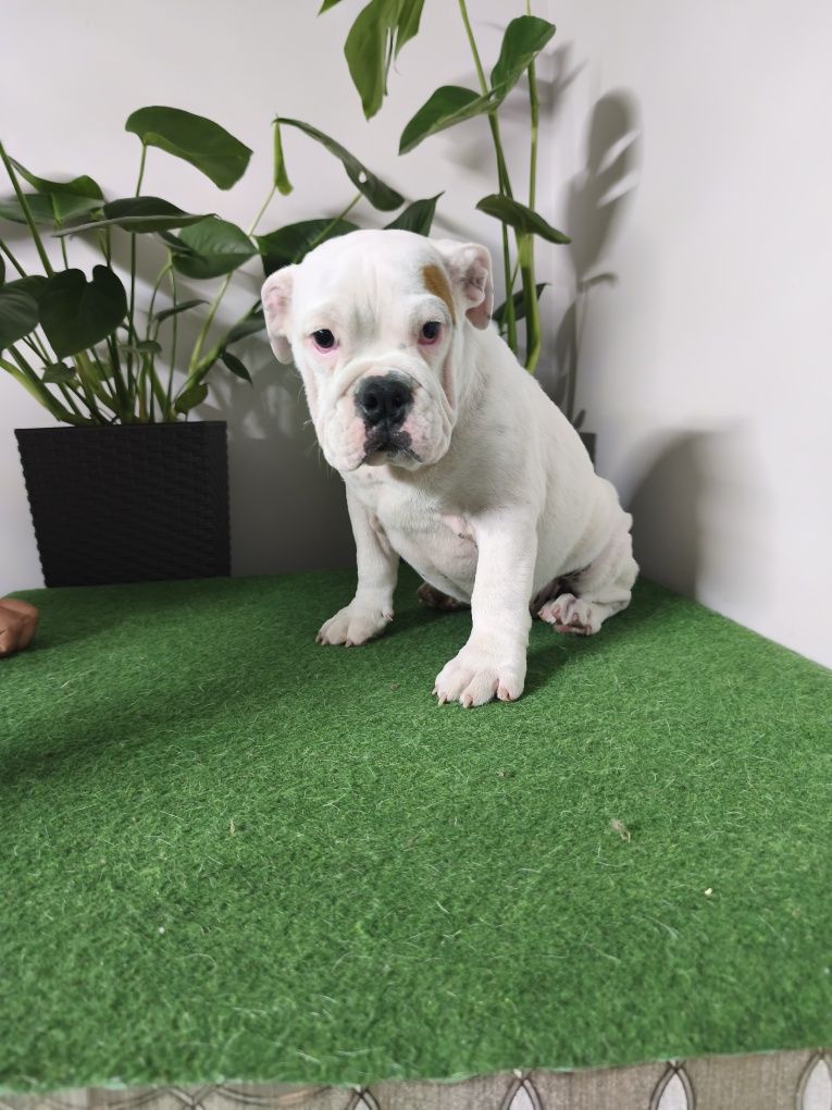 Buldog Angielski ZKwP FCI