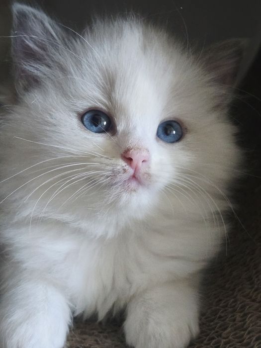 Kociak rasy ragdoll