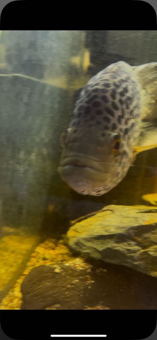 pielęgnica managuańska DUŻA 30cm +