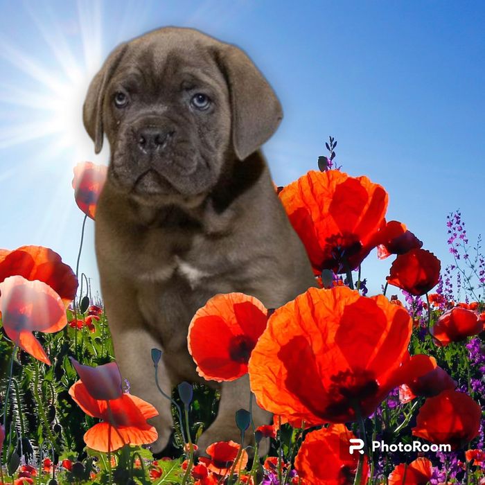 Кане Корсо, сірі, з документи КСУ-FCI, батьки тестовані