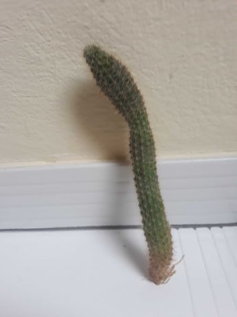 Kaktus -zaszczepka
