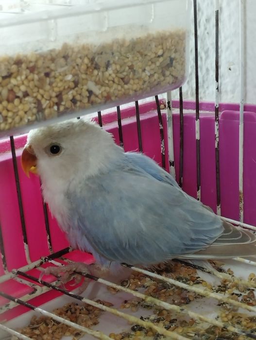 Agapórnis Roseicollis