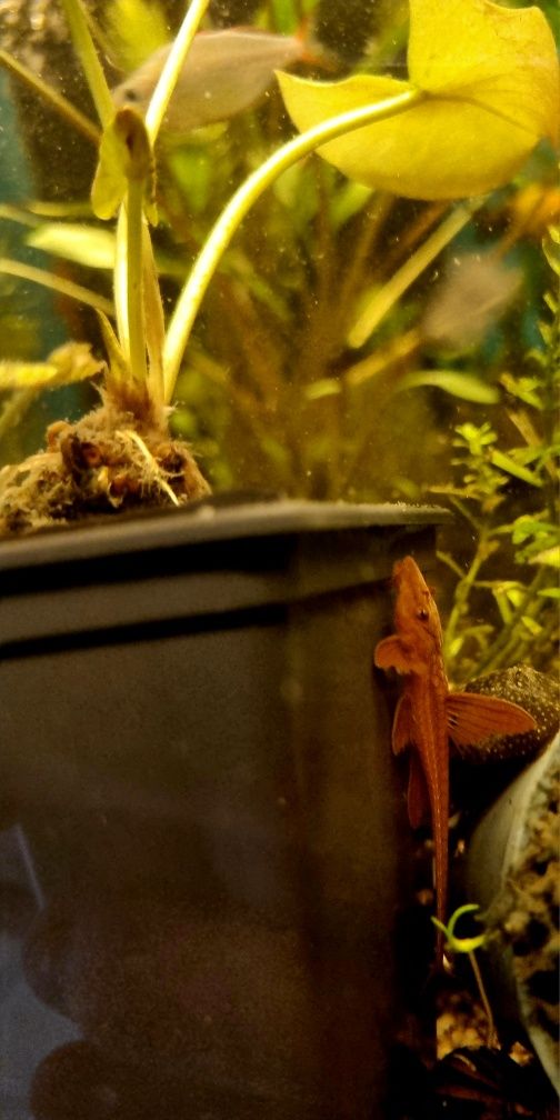 Loricaria red lizard