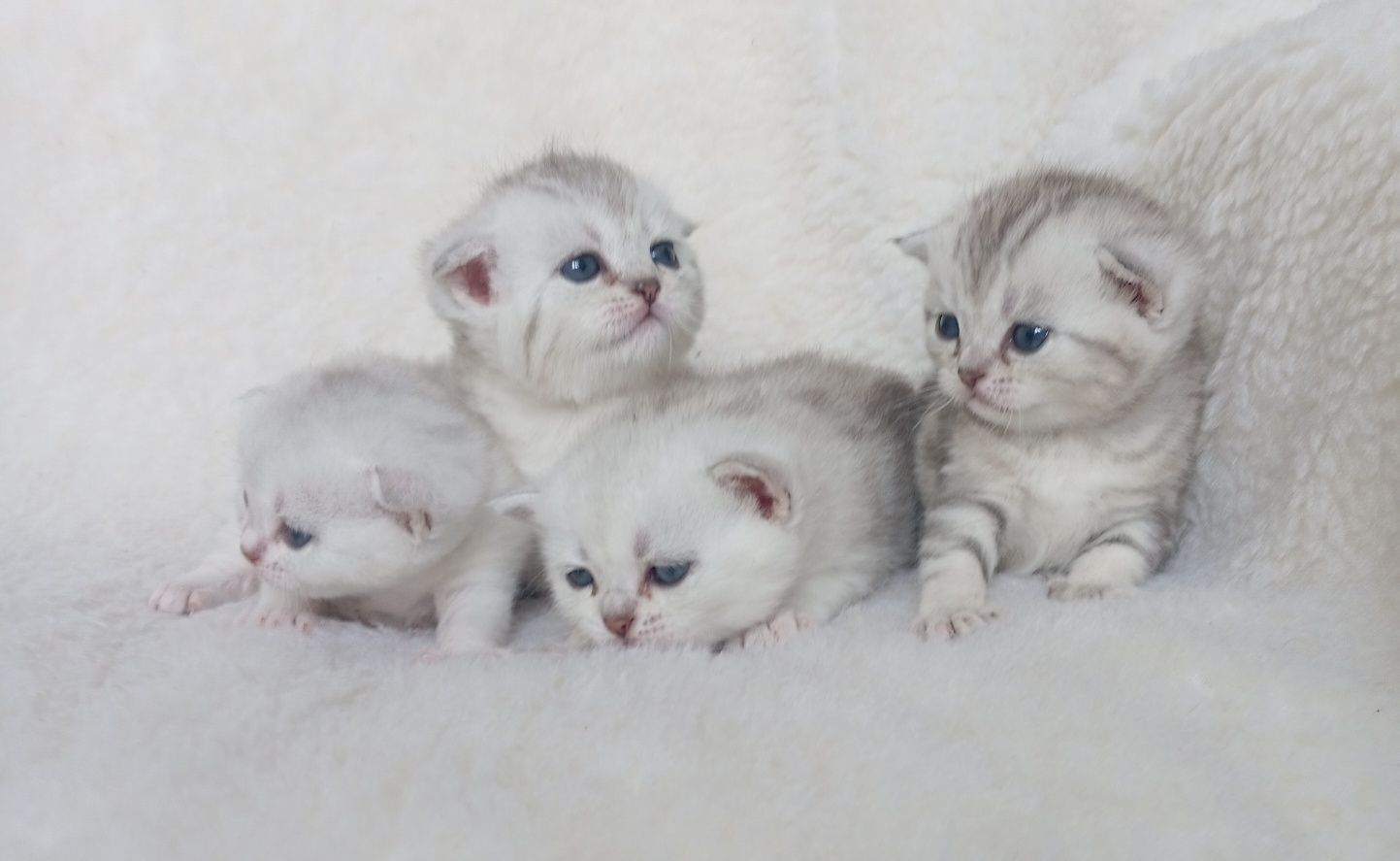 Вислоухие котята скоттиш фолд