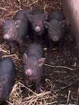 Venda mini pigs pretos