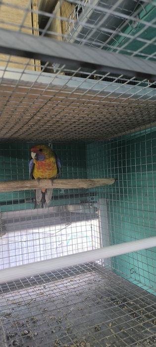 Macho rosela flaveous