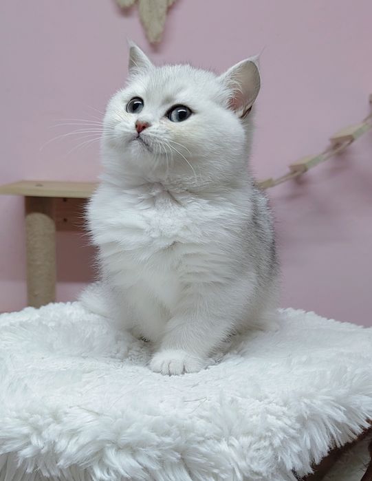 British shorthair silver