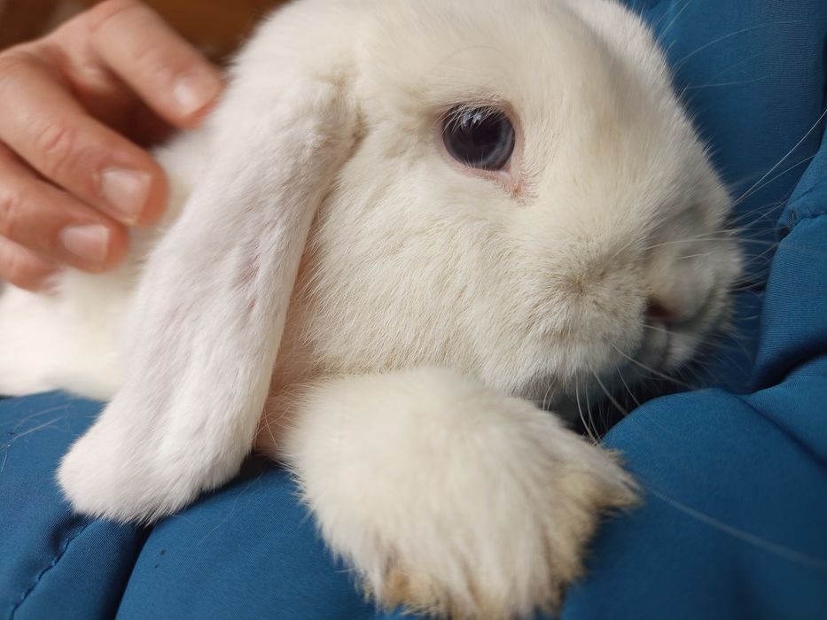 Króliczek mini lop +(niebieskooka samiczka  z rodow