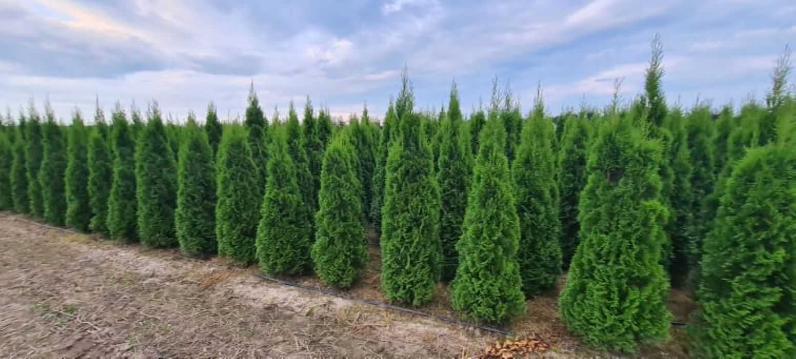 Tuja Szmaragd, Thuja Smaragd 220 cm i wyższe SUPER JAKOŚĆ, PRODUCENT
