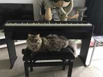 Pianino cyfrowe Roland FP-10 88 klawiszy + Statyw + Pedał Roland