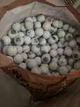 Vendo 500 bolas de golfe usadas