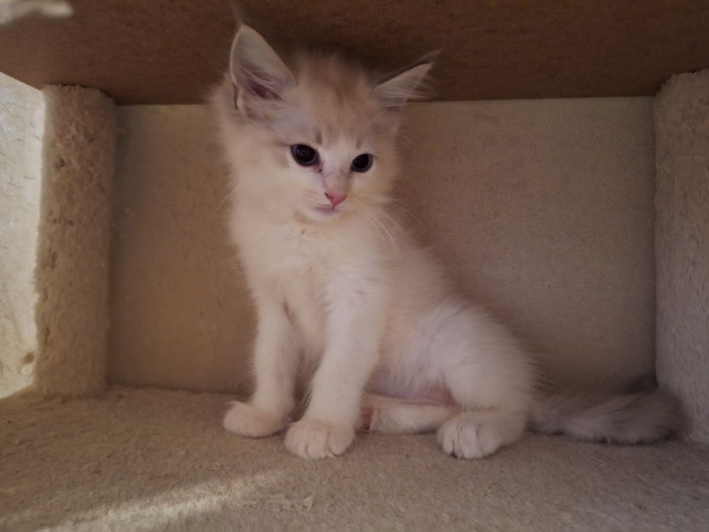 Ragdoll -dziewczynka blue bicolor gotowa do zmiany domkulynx