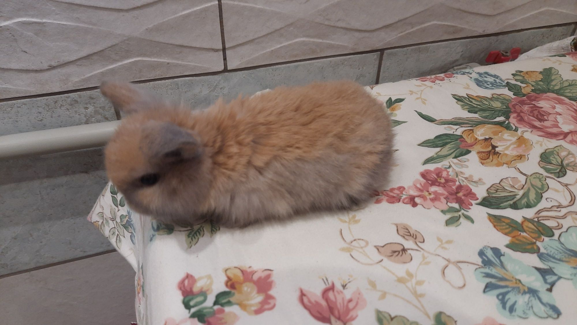 Sprzedam KRÓLIK baranki mini lopki