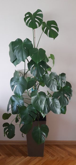 Kwiat doniczkowy monstera duży