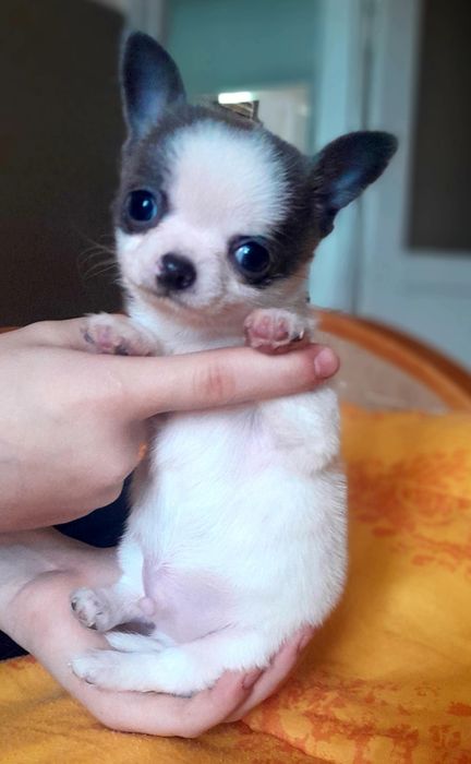 Chłopiec rasy chihuahua w kolorze niebiesko-białym.