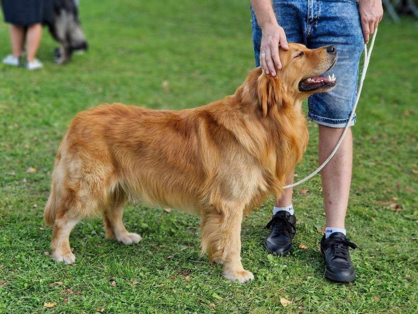 Golden Retriever – ciemnozłoty piesek szuka kochającego domu