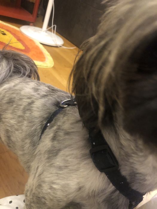 Szelki guard smycz miejska 2 m etui kosmos ciemny komplet dla psa kota