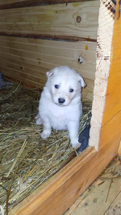 Віддам собачок від білої вівчарки у добрі руки