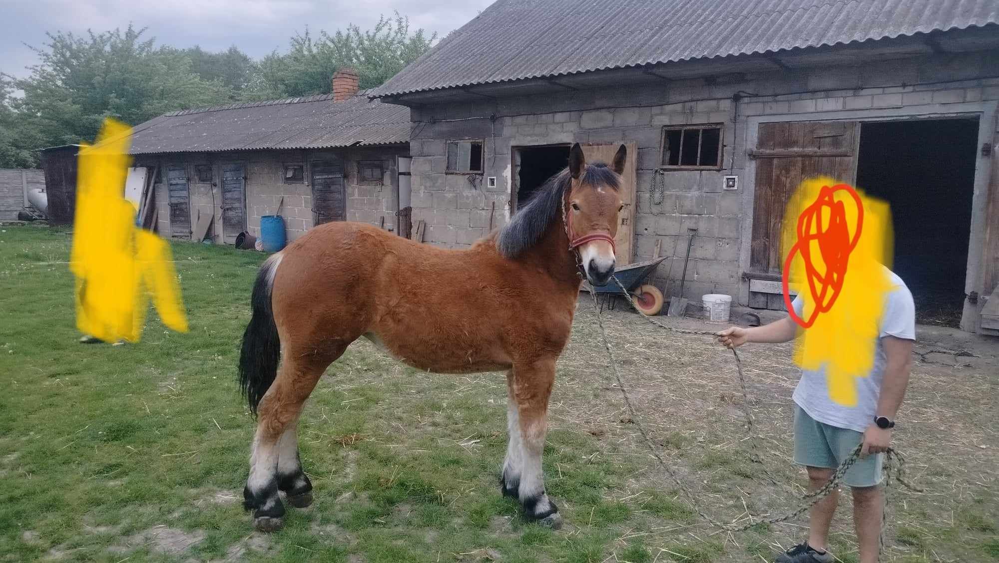 Źrebica 11 miesieczna