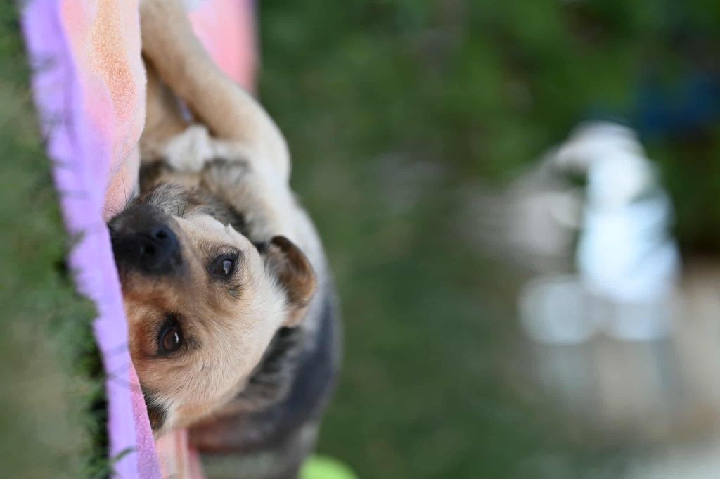 LUNA – cudowna, łagodna sunia szuka swojego miejsca na ziemi
