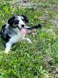 Piesek border collie