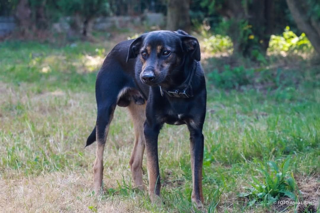 Pako do adopcji!