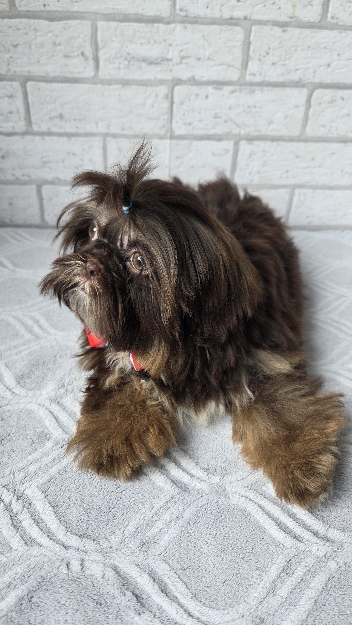 Shih Tzu  2,5 msc