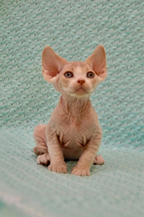 Котеня девон рекс хлопчик