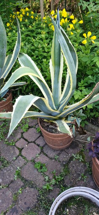 Agawa Amerykańska Paskowana duża