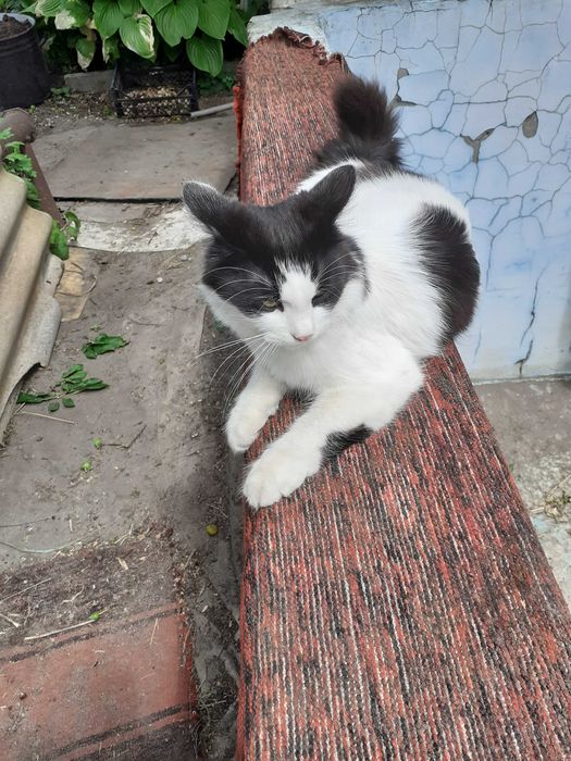 Молодой котик стерилиз, бело - чёрный пушистый в добрые руки