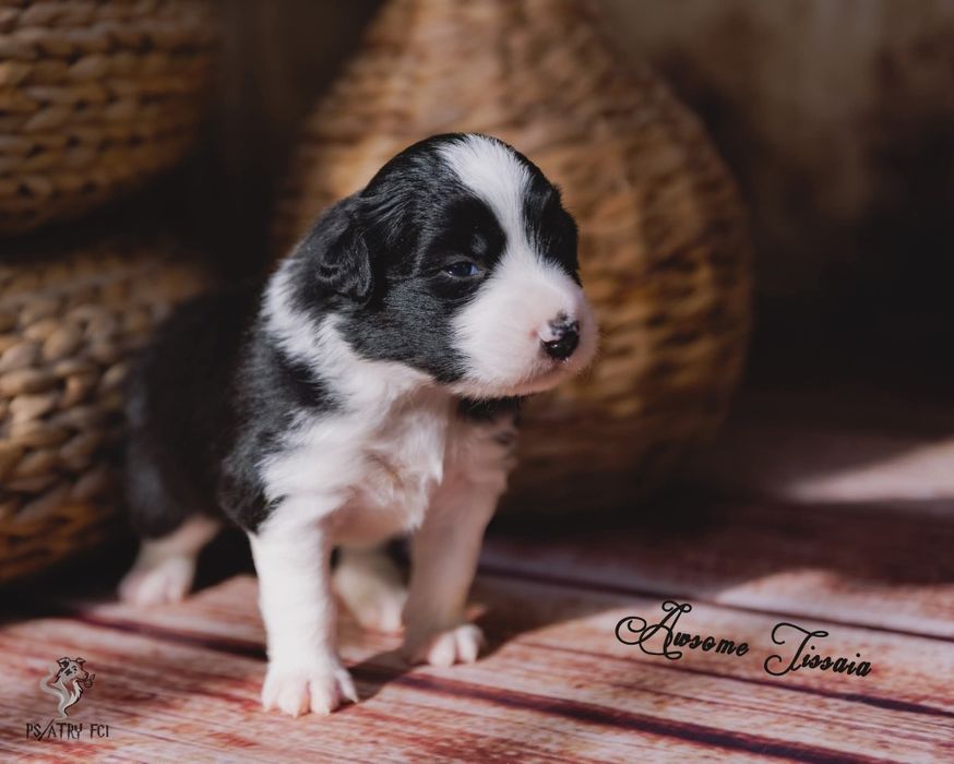Psiatry FCI Border Collie suczka czarno biała