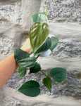 Planta Philodendron