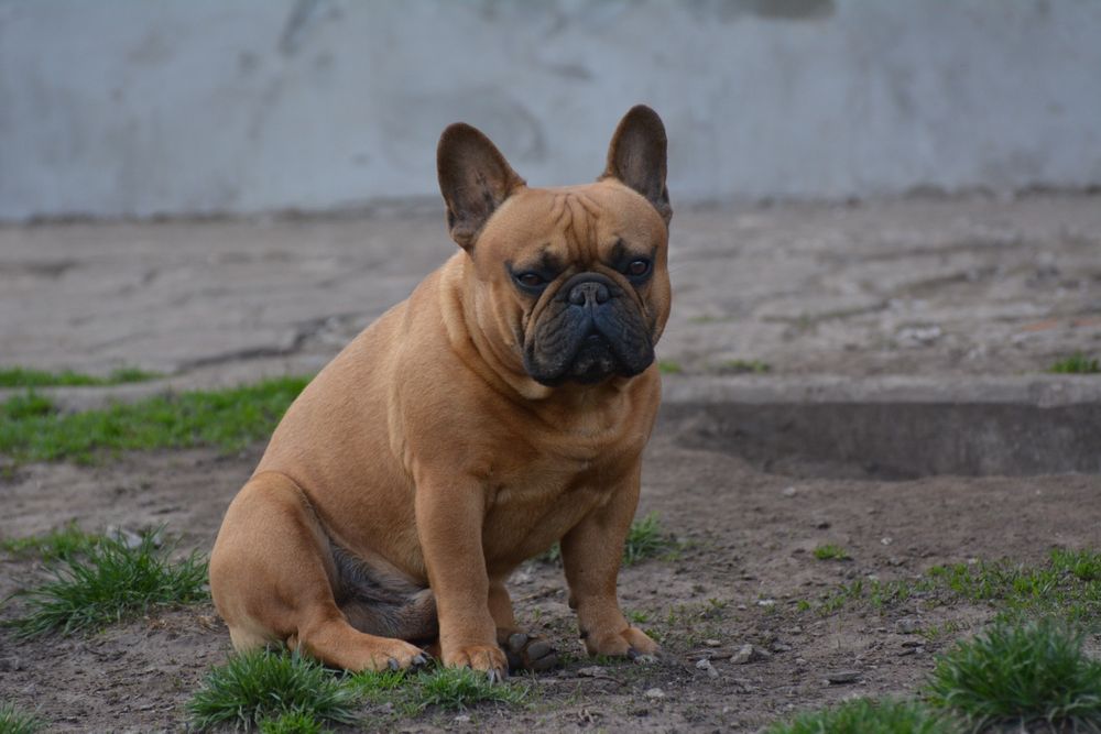 Французский бульдог, вязка. КСУ.