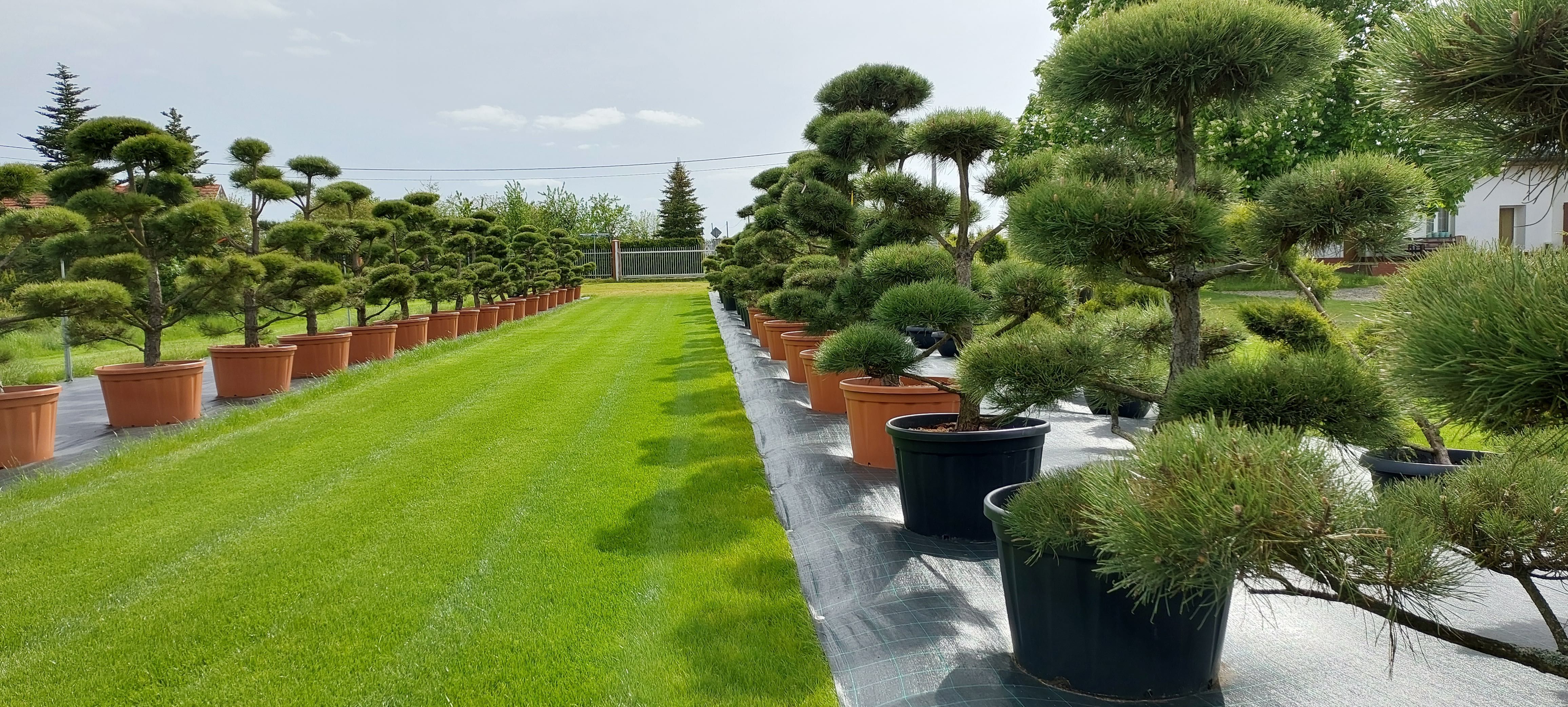 bonsai sosna bonsai wys. 200-300cm producent ok, duży wybór