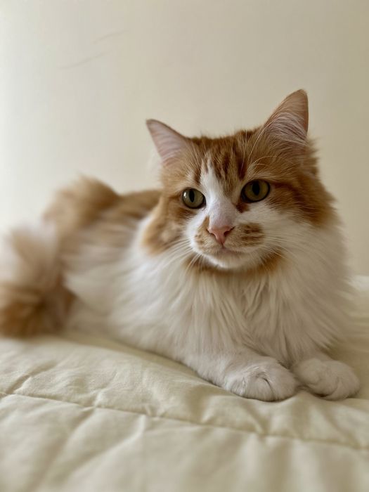 Adoção Responsável de Gato – Pick