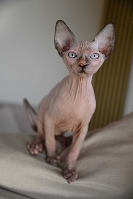 Piękna Figa - koteczka Sfinks