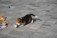 Pepper beagle z rodowodem, nie stowarzyszenie