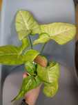 Syngonium Milk Confetti