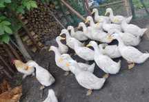 Kaczki Pekin duże