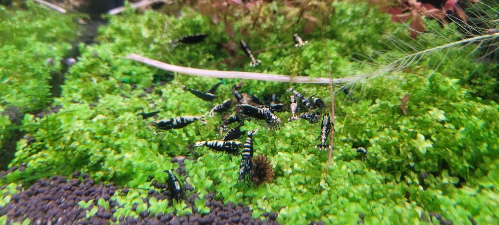 Caridina Pinto  Galaxy Fishbon Boa